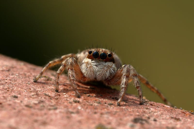 Identifying Insects