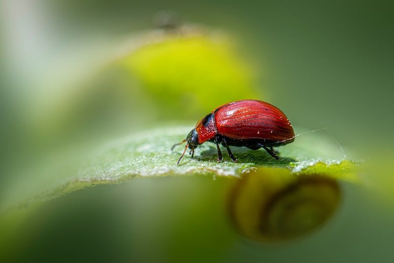 Aphid