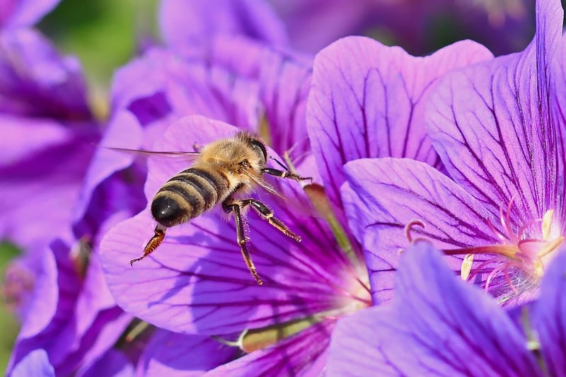Bee on a flower